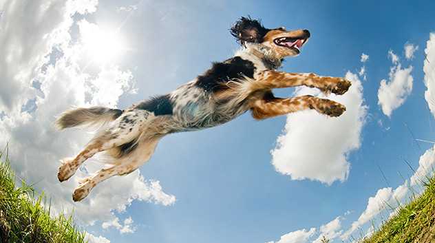 Dog Running