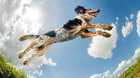 Dog Running