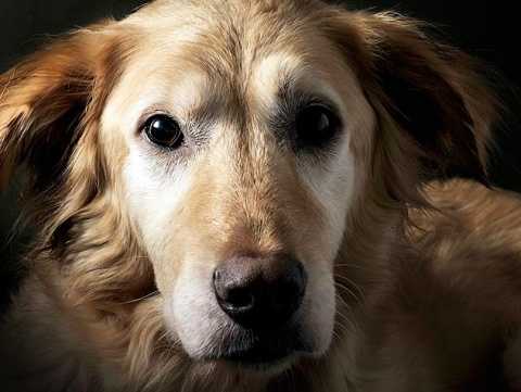 100292939-dog-blood-donor-632x475