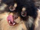 Happy Dog