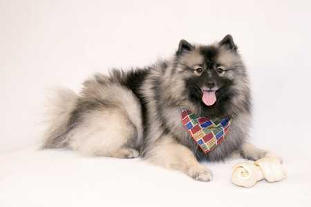 Keeshond dog breed laying down with a colorful scarf and a bone against a white background