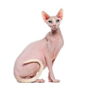 Side view portrait of a Sphynx cat breed with face forward and tail curled up against body