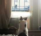 cat watching bird feeder