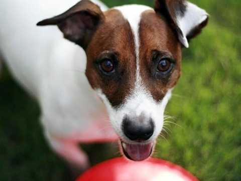 supporting local shelter