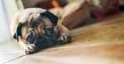 cute pug laying on the floor