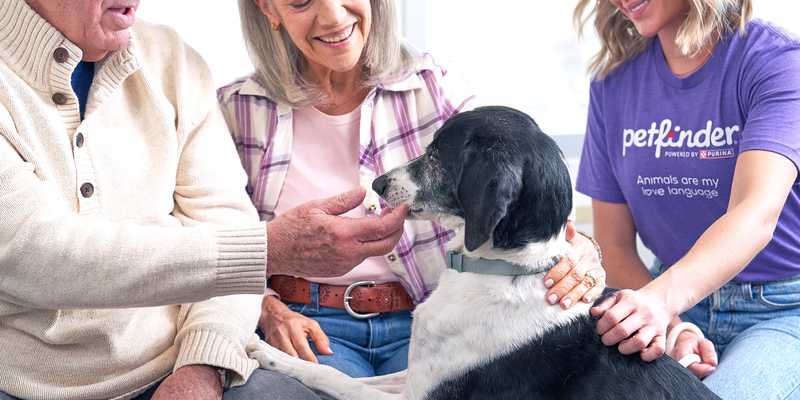 An animal sheter employee sits with a dog and a couple ready to adopt