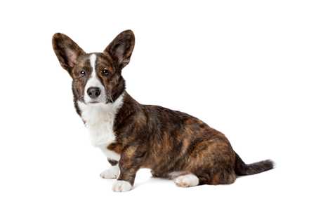 Cardigan Welsh Corgi dog breed sitting down against a white background