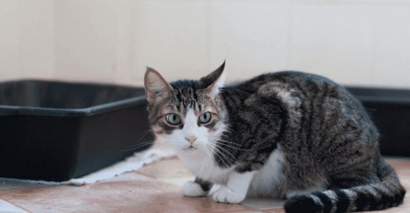 Cat Diarrhea