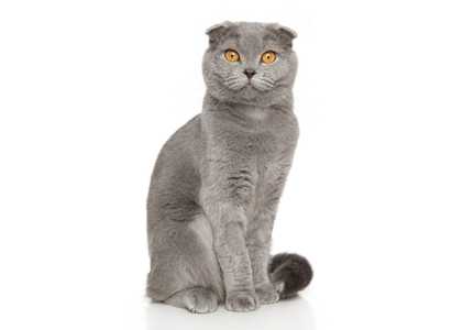 gray Scottish Fold cat breed sitting portrait with white background