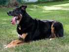 keeping dog outdoors