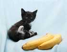 can cats eat bananas