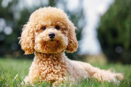Miniature Poodle dog breed laying on the grass with head up eagerly looking at the camera
