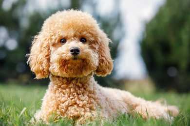 Miniature Poodle dog breed laying on the grass with head up eagerly looking at the camera