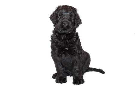 Black Russian Terrier dog breed sitting tall against a white background