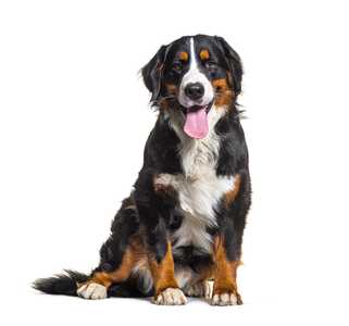 Bernese Mountain dog breed sitting with tongue out against a white background
