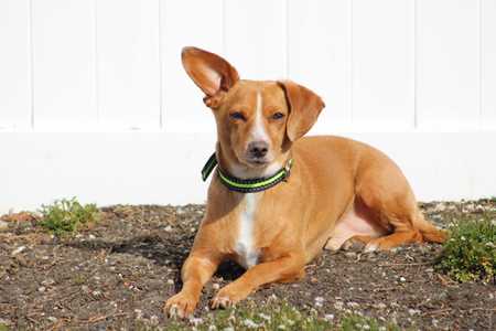 Carmel and white Chiweenie dog breed laying down in dirt with one ear up 