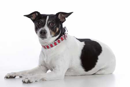Laying down Rat Terrier dog breed with red patterned collar against a white background
