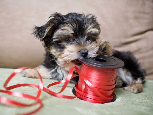 Preparing your apartment for new pup