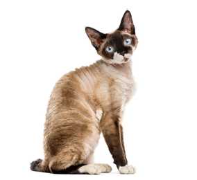 Side view of Devon Rex cat breed sitting isolated against a white background