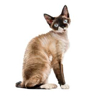 Side view of Devon Rex cat breed sitting isolated against a white background