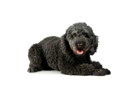 Pumi dog breed laying down panting against a white background