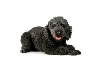 Pumi dog breed laying down panting against a white background