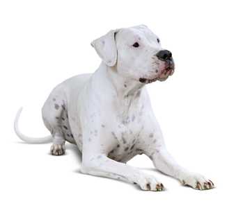 Dogo Argentino dog breed laying down looking to the right against a white background