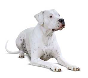 Dogo Argentino dog breed laying down looking to the right against a white background