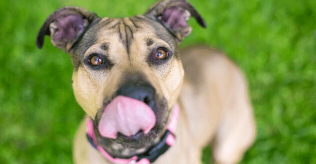Dog licking nose