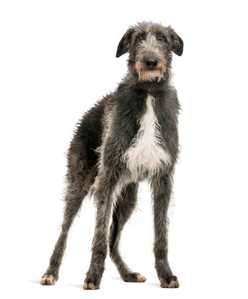 Scottish Deerhound dog breed standing tall looking at the camera against a white background