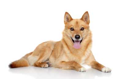 Finnish Spitz dog breed laying down panting against a white background