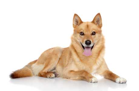 Finnish Spitz dog breed laying down panting against a white background