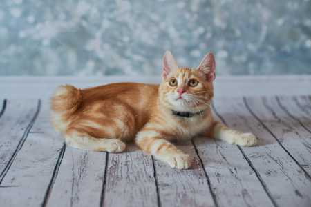 American Bobtail cat breed laying down on wood slats looking up
