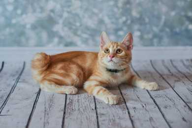 American Bobtail cat breed laying down on wood slats looking up