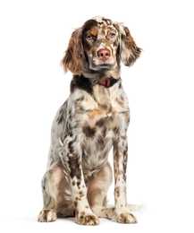 young brown and cream english setter dog breed sitting in front of a white background