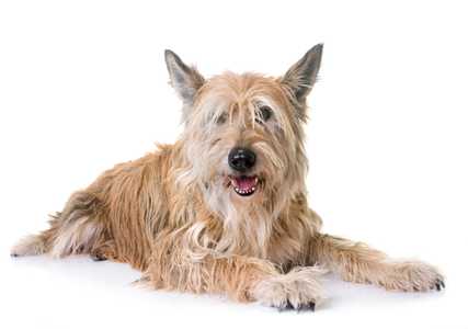 Picardy Sheepdog lying against a white background lookin into the distance.