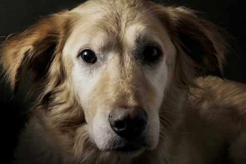 dog blood donor