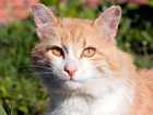 Feral Cat
