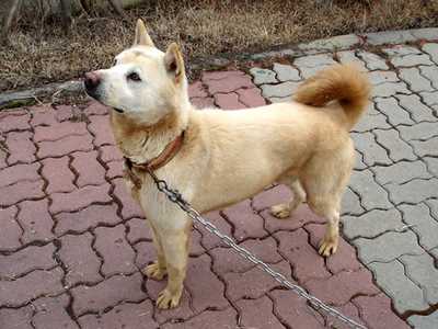 Standing side view of a Jindo dog breed leashed on a path looking up 
