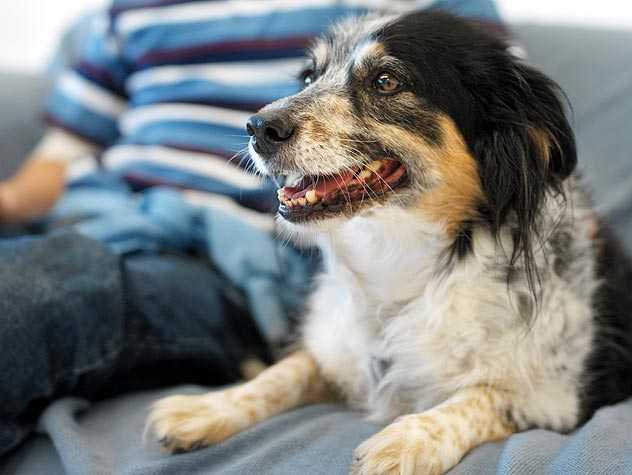 questions before you foster dogs