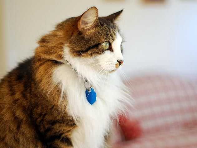 Cat with blue