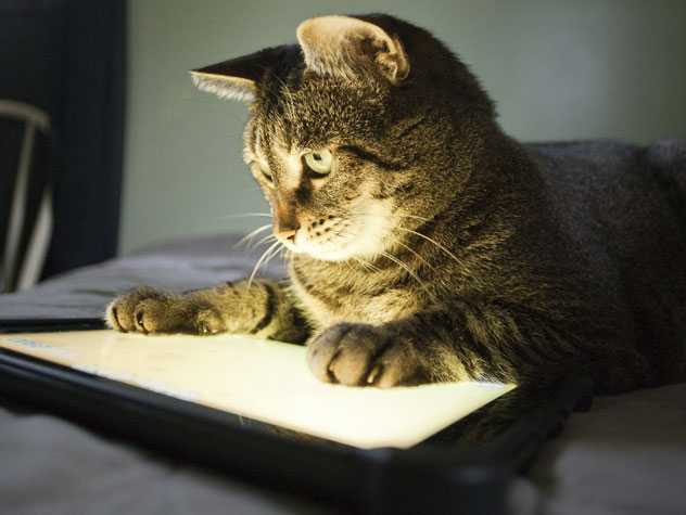 Cat Playing Phone