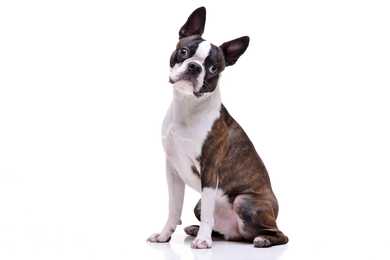 Sitting Boston Terrier dog breed with head tilted against a white background
