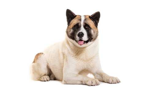Japanese Akita dog breed laying down with tongue out against white background