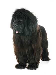 Black Tibetan Mastiff dog breed standing with tongue out against a white background