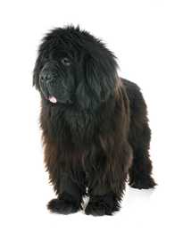 Black Tibetan Mastiff dog breed standing with tongue out against a white background