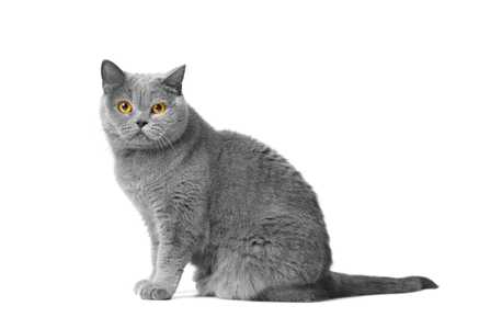 gray British shorthair cat breed sits looking forward in front of a white background