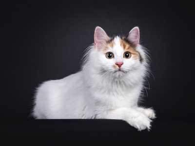 Turkish Van cat breed laying down with front paws over the ledge against a black background