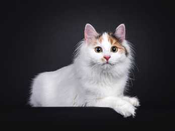 Turkish Van cat breed laying down with front paws over the ledge against a black background
