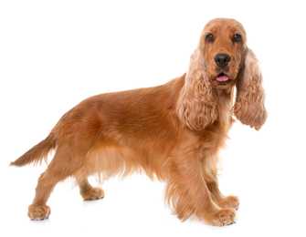side view of english cocker spaniel with tongue out standing in front of a white background